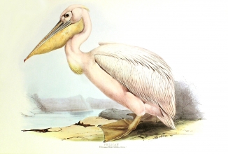 birds 19 - Pelican 